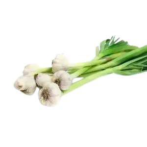 سیر تازه