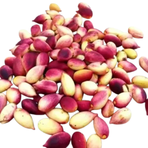 پسته تازه