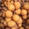 خرید لونگان