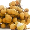 خرید لونگان