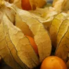 خرید فیسالیس