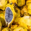 خرید دراگون زرد